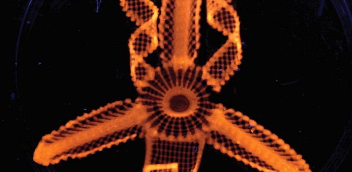Glowing 4D-printed flowers could pave way for replacement organs